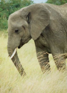 Elefanten bleiben weiterhin geschützt (Foto: aboutpixel.de/Detlef Lehmann)