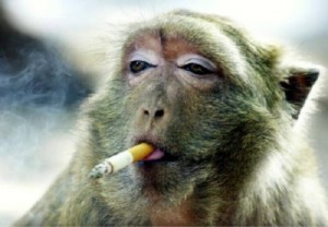 Raucher haben niedrigeren IQ als Nichtraucher (Foto: archiv)