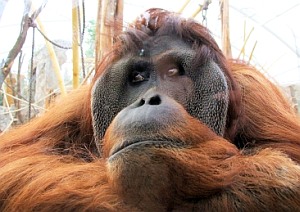 Für den Sumatra-Orang-Utan dürfte bald das letzte Stündlein schlagen (Foto: pixelio.de/Bredeborn)