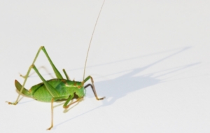 Heuschrecken treffen auf neue Rahmenbedingungen (Foto: aboutpixel.de, Sascha Jöge)