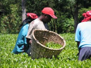 Rainforest Alliance_UNI