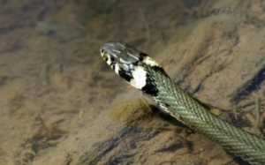 Ausnahme: Ringelnatter-Populationen sind in Österreich stabil (Foto: pixelio.de/Echino) Ausnahme: Ringelnatter-Populationen sind in Österreich stabil (Foto: pixelio.de/Echino)