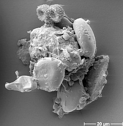 Heu-Staubpartikel: Enthält Arabinogalaktane, die Allergien vorbeugen (Foto: Universität Bochum)