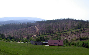 Forstschaden (Bild©: Steiermärkische Landesregierung)