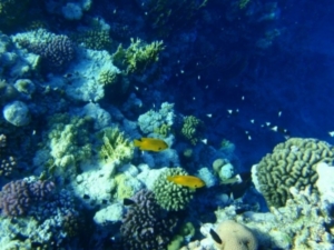 Bunte Korallenriffe: Bald nur noch in Aquarien zu bewundern (Foto: tokamuwi/pixelio.de)
