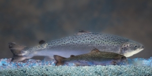 Gentech-Lachs: Erreicht in 18 Monaten rund 3,6 Kilogramm (Foto: aquabounty.com)