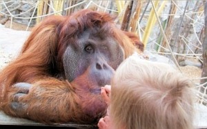 Affe und Mensch: Springende Gene sind Schlüssel der Artentwicklung (Foto: pixelio.de/Bredehorn)