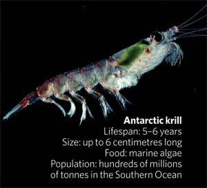 Krill: Die kleinen Krebstierchen sind bedeutend für die Nahrungskette (Foto: Brit. Antarctic Survey)