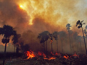 Waldbrand: Auch Brasilien macht ein besonders trockenes Jahr zu schaffen (Foto: WWF)