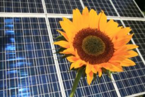 Solarzellen: Die Natur ist Vorbild für die Selbstreparaturfähigkeit (Bild: pixelio/R.Sturm)