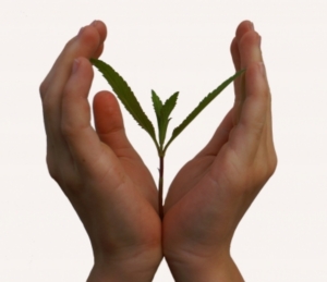 Umweltschutz: Ökologische und soziale Verantwortung kommt an (Foto: pixelio.de/S. Hofschlaeger) Umweltschutz: Ökologische und soziale Verantwortung kommt an (Foto: pixelio.de/S. Hofschlaeger)