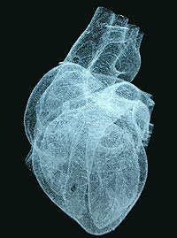 Herz: Patienten oft ungewiss, welche Methode besser geeignet ist (Foto: pixelio.de/Götzke)