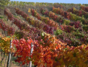 Rubinrot färbt sich die Landschaft