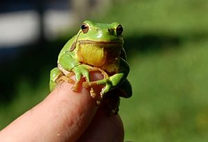 Laubfrosch: 40 Prozent der Amphibienarten stehen vor dem Aus (Foto: pixelio.de/Sassi)