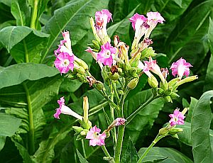 Tabakpflanze: Macht Pflanzenschädlingen den Garaus (Foto: Wikimedia Commons)