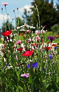 Wiesenblumen: Jede einzelne hält das Ökosystem Wiese stabil (Foto: pixelio.de/Birgit)