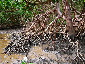 Mangrove: Zunehmend als ökologisches Multitalent erkannt (Foto: ZMT)