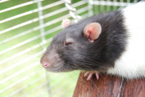 Ratte: Im Tierversuch funktioniert das neue Verfahren bereits (Foto: pixelio.de/Steve Raßmus)
