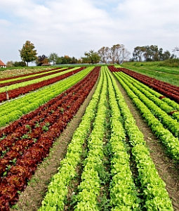 Salatfeld: Jede vierte Pflanze wird heute vom Menschen konsumiert (Foto: pixelio.de/Giebener)