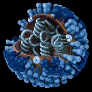 Influenza-Virus H1N1: Forscher erwarten sich universellen Grippeimpfstoff (Foto: CDC/Doug Jordan)