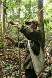 Rattanernte: Bis zu 70 Kilo tragen die Arbeiter zurück in die Dörfer (Foto: WWF/Delphine Joseph)