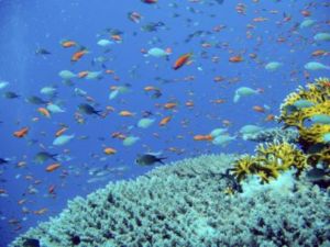 Korallenriff: Ägypten lockt Touristen nicht nur mit Kultur (Foto: aboutpixel.de/Joachim Kant)