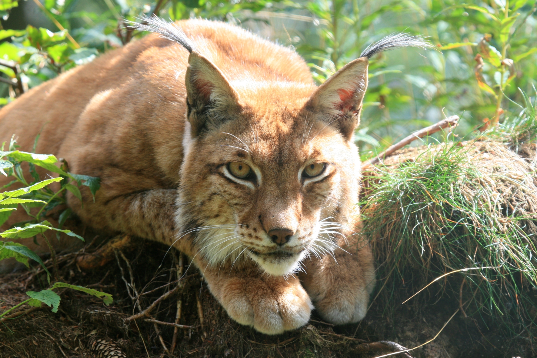 Iron Lynx. Biodiversitate. Bbc natural. Тема рысь