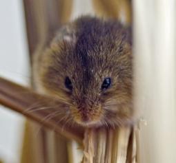 Maus: Sexuelle Orientierung beeinflussbar (Foto: pixelio.de, Ich-und-Du)