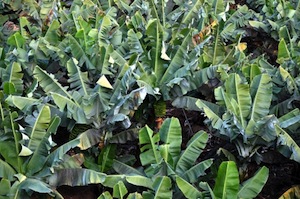 Bananenstauden: Rohstoff für robuste Autos (Foto: aboutpixel.de, Peter Smola)