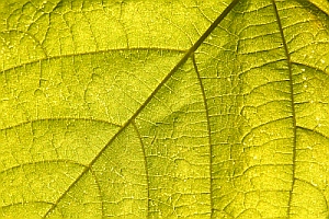 Blatt im Sonnenlicht: Stromerzeugung der Zukunft ahmt Natur nach (Foto: pixelio.de/Hautumm) Blatt im Sonnenlicht: Stromerzeugung der Zukunft ahmt Natur nach (Foto: pixelio.de/Hautumm)