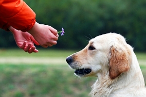 Therapiehund: Menschen öffnen sich durch den Kontakt zum Tier (Foto: pixelio.de/Haja)
