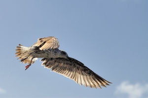 Silbermöwe: Forscher bauen Roboter nach Vogelvorbild (Foto: aboutpixel.de/schachspieler)