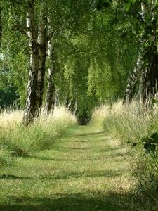 Birken: Schön anzusehen, verursachen aber auch Allergieprobleme (Foto: aboutpixel.de/K.Gastmann) Birken: Schön anzusehen, verursachen aber auch Allergieprobleme (Foto: aboutpixel.de/K.Gastmann)