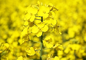 Rapsfeld: Nektarparadies für Bienen mit Nebenwirkungen (Foto: pixelio.de/Knapp)