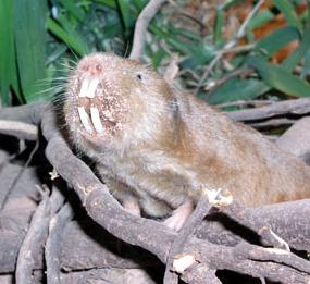Graumulle: Sex ermöglicht längeres Leben (Foto: Wikimedia Commons)
