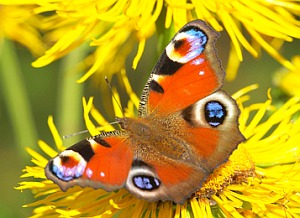 Tagpfauenauge: Internet erledigt die Bestimmung (Foto: aboutpixel.de/Trautsch)