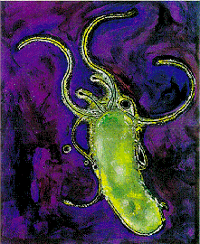 Helicobacter pylori: Möglicherweise Schuld an Parkinson (Foto: bioweb.uwlax.edu)