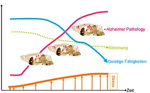 Folgen von Stress: Alzheimer-Anzeichen nehmen zu (Bild: MPI für Psychiatrie)