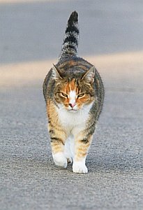 Kater: 97 Prozent der Streunzeit sind Katzen faul (Foto: pixelio.de/Bernd)