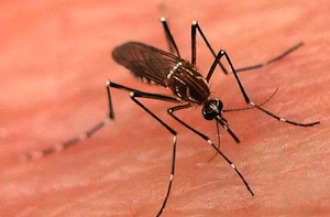 Tödliche Gefahr: Stechmücken übertragen den Virus (Foto: flickr.com/o5com)