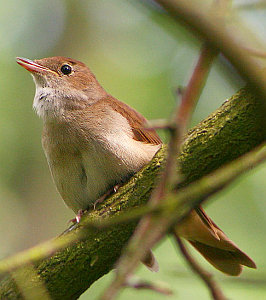 Nachtigall: Star der Singvögel wird immer seltener (Foto: FlickrCC/Insecta62)