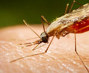 Moskito: Geruch soll Malaria-Mücken zur Strecke bringen (Foto: FlickrCC/Yassr) Moskito: Geruch soll Malaria-Mücken zur Strecke bringen (Foto: FlickrCC/Yassr)