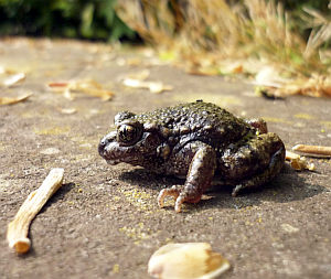 Geburtshelferkröte: Besonders anfällig für den Chytridpilz (Bild: UZH/Schmidt)