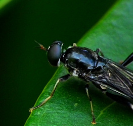 Insekt: Protein ermöglicht Navigation (Foto: FlickrCC/James Niland) Insekt: Protein ermöglicht Navigation (Foto: FlickrCC/James Niland)