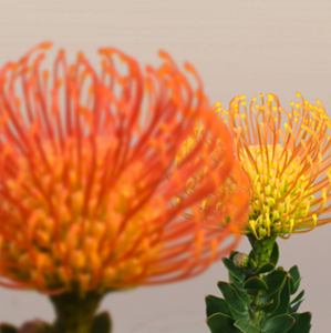 Nachgeschärft: Lichtfeld-Foto mit Fokus auf den Hintergrund (Foto: lytro.com) Nachgeschärft: Lichtfeld-Foto mit Fokus auf den Hintergrund (Foto: lytro.com)