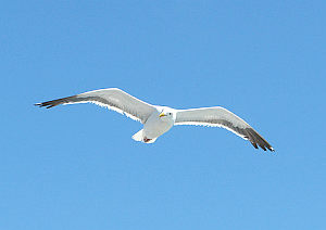 Möwe: Zum Abheben muss man Probleme selbst lösen lernen (Foto: FlickrCC/Stowe)