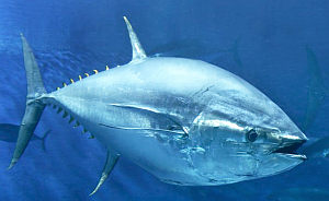 Pazifischer Blauflossentun: Reise von Japan nach Kalifornien (Foto: TOPP)