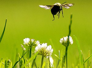 Hummel im Flug: Tiere ermitteln die optimale Route (Foto: FlickrCC/Doheny)