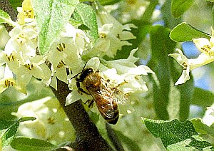 Biene: Rückgang für alle Teile der Nahrungskette zu spüren (Foto: Flickr.com) Biene: Rückgang für alle Teile der Nahrungskette zu spüren (Foto: Flickr.com)