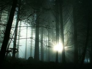 Sonne im Waldesdunkel: Psychotherapie bei Depression (Foto: pixelio.de/Momosu)